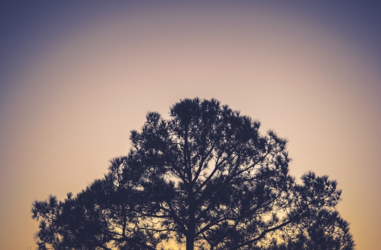 sky-evening-tree